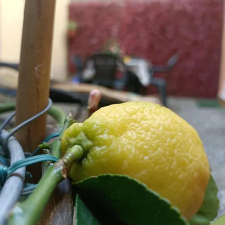 Il Giardino Segreto 아파트 *