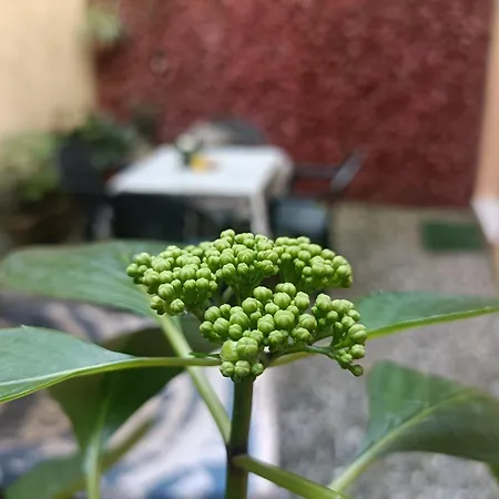 Il Giardino Segreto Apartment