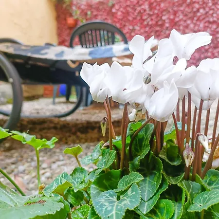 Il Giardino Segreto Lucca